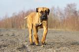 CANE CORSO 746